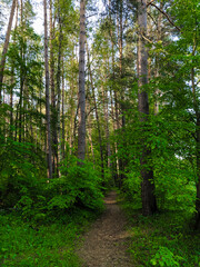 Obraz premium image of a summer forest