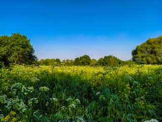 image of a blooming field in the morning