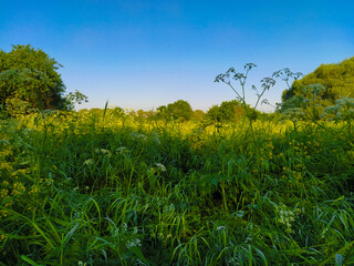 image of a blooming field in the morning