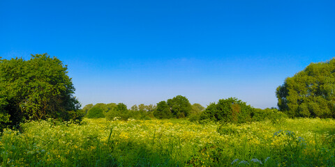 image of a blooming field in the morning