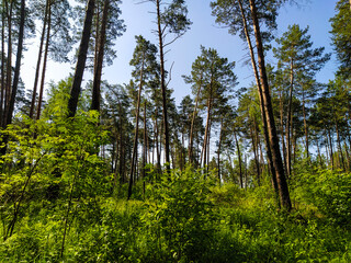 image of a summer forest