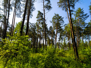 image of a summer forest