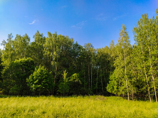 image of a summer field in the morning