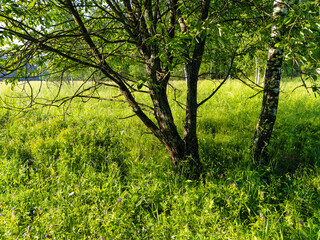 Fototapeta na wymiar image of a summer field in the morning
