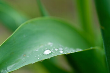 closeup image of raindrops on grass