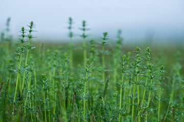 close-up image of plants