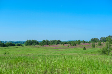 Fototapeta premium the image of a field