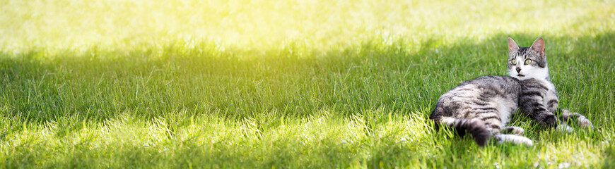 Young cat liying on green grass at the garden. Long banner