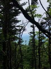 trees in the forest