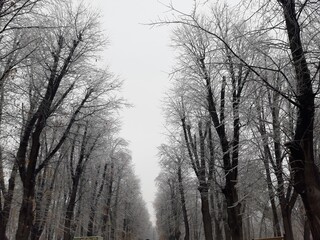 Obraz na płótnie Canvas trees path in the fog