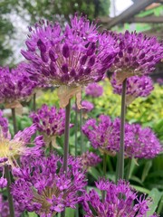 purple flowers in the garden