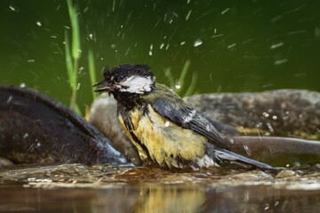  Great tit sprays water while swimming in the water of a bird's waterhole. Czechia. Europe. 