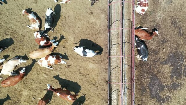 Cattle, cow animal farm. Dairy cow industry. Aerial view