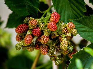 unripe blackberries on the branch at garden