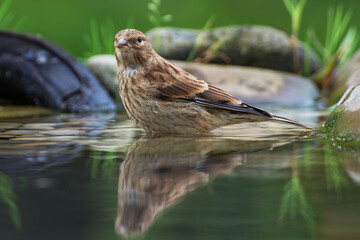 Linnet, Carduelis cannabina,female bathes in the water of bird's watering hole. Reflection in water. Czechia. Europe. 