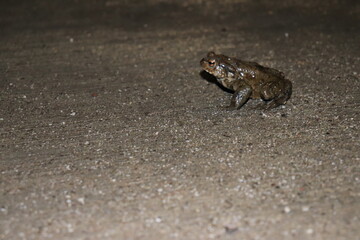 frog on the ground