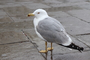 Fototapeta premium birds