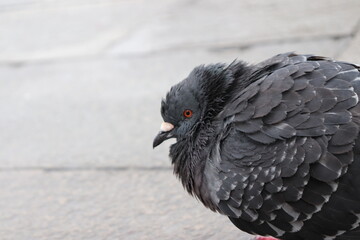 birds