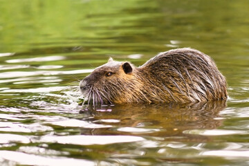 Invasive rodent called 'Myocastor Coypus', commonly known as 'Nutria', swimming in river 