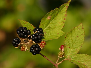 Blackberry fruits and leaves (Rubus plicatus), Poland