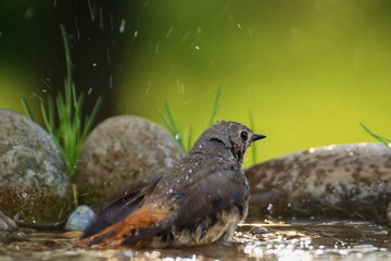 Black,redstart,Phoenicurus ochruros,female,bathes,water,bird,waterhole,Czechia,Europe,