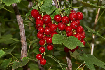 Summer. Red currants have ripened in the garden of a country house.
