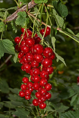Summer. Red currants have ripened in the garden of a country house.