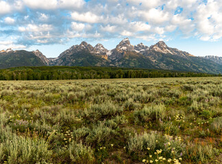 Spring wildflowers with the Grand Tetons in the background