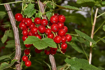 Summer. Red currants have ripened in the garden of a country house.