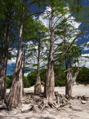 Fototapeta na wymiar Cypress trees with roots on land