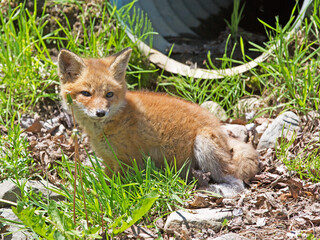Naklejka na ściany i meble red fox pup alongside roadside drainage culvert