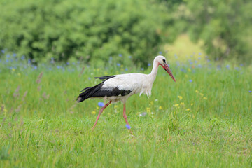 Stork in the meadow looking for food