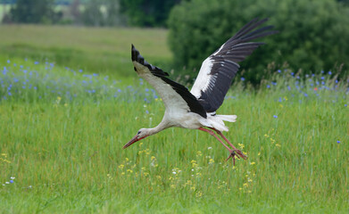 Stork in the meadow is taking off