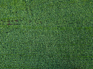 green grass texture