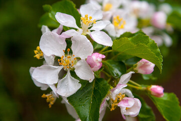 blooming Apple tree in raindrops