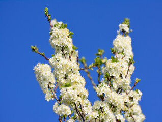 Blooming apple tree in spring against the sky