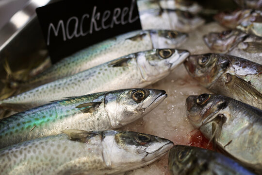 fresh mackerel fish lying on ice, photo taken at a fish exhibition