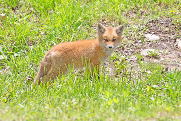 Obraz premium red fox pup alongside roadside drainage culvert