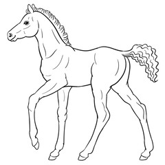 Hand drawn vector of foal isolated on white background. Black and white stock illustration of young horse for coloring book.