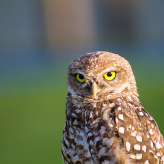 Burrowing Owl, owl, bird, nature, wildlife, animal, beak, eyes, portrait, predator, wild, feather, brown, eagle, hunter, little owl, prey, feathers, bird of prey, raptor, eye, eagle-owl, little