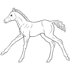 Hand drawn vector of foal isolated on white background. Black and white stock illustration of young horse for coloring book.