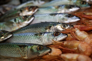 fresh mackerel fish lying on the ice next to shrimps, photo taken at a fish exhibition