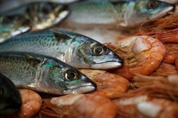 fresh mackerel fish lying on the ice next to shrimps, photo taken at a fish exhibition