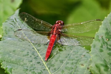 dragonfly on a leaf