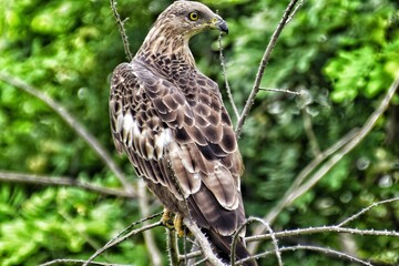 red tailed hawk