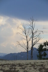 Obraz premium atardecer arbol seco