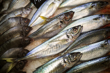fresh mackerel fish lying on ice, photo taken at a fish exhibition