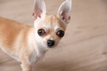 Closeup portrait of small funny beige mini chihuahua dog, puppy, isolated
