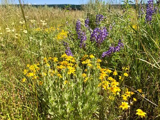 Obraz premium Wild flowers in a field