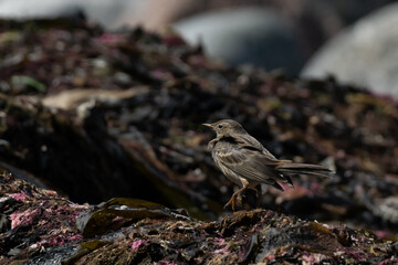 A beautiful brown sparrow, taking flight off a pile off kelp on the norwegian shoreline